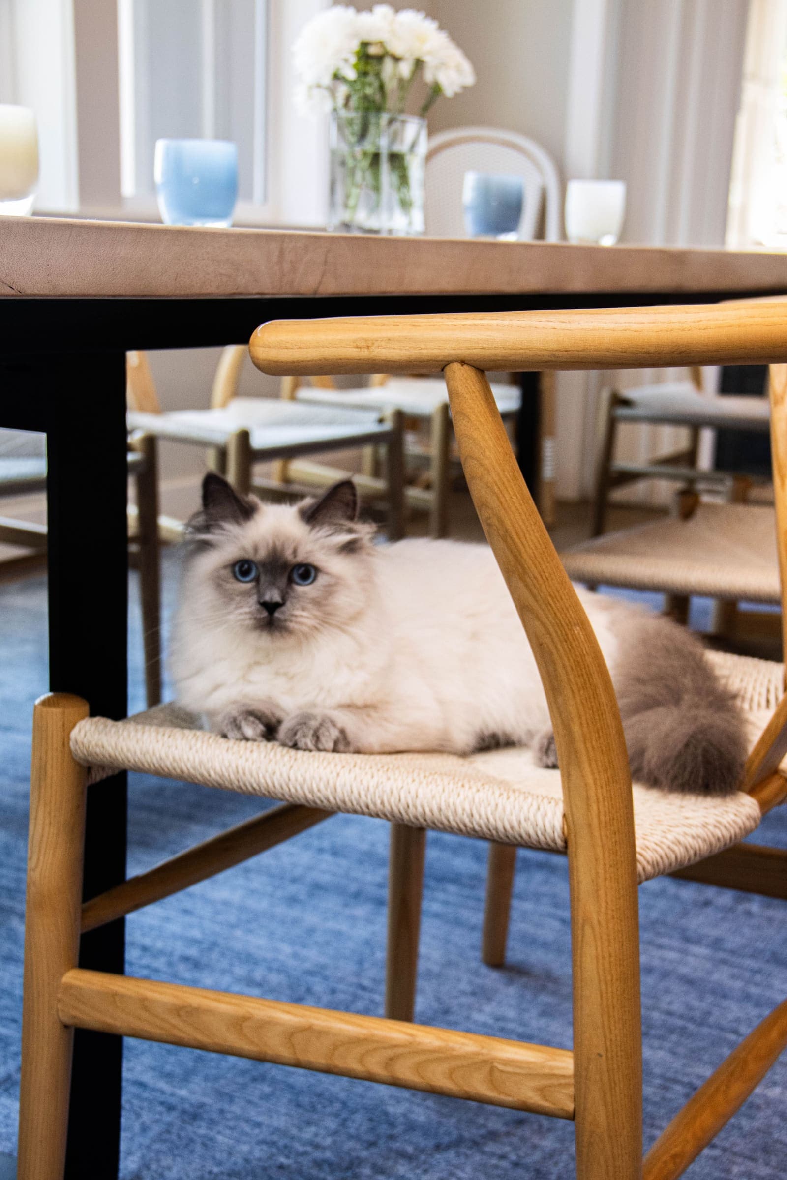 House Cleaning With Pets: Complete Guide for Dog and Cat Owners
